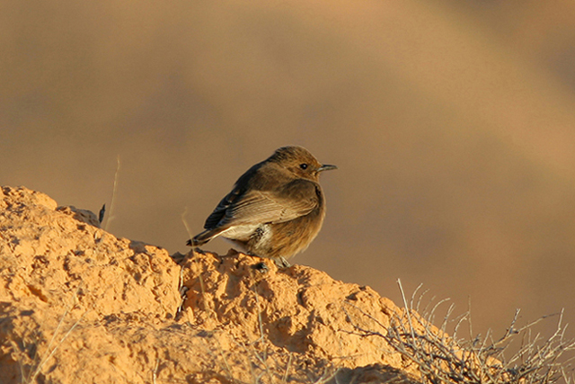 Monachelle tunisine